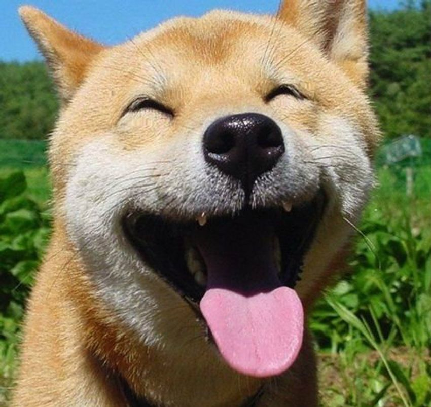 ฝันเห็นหมา 1 ตัว